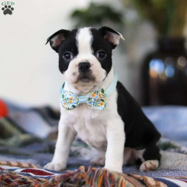 Steve, Boston Terrier Puppy